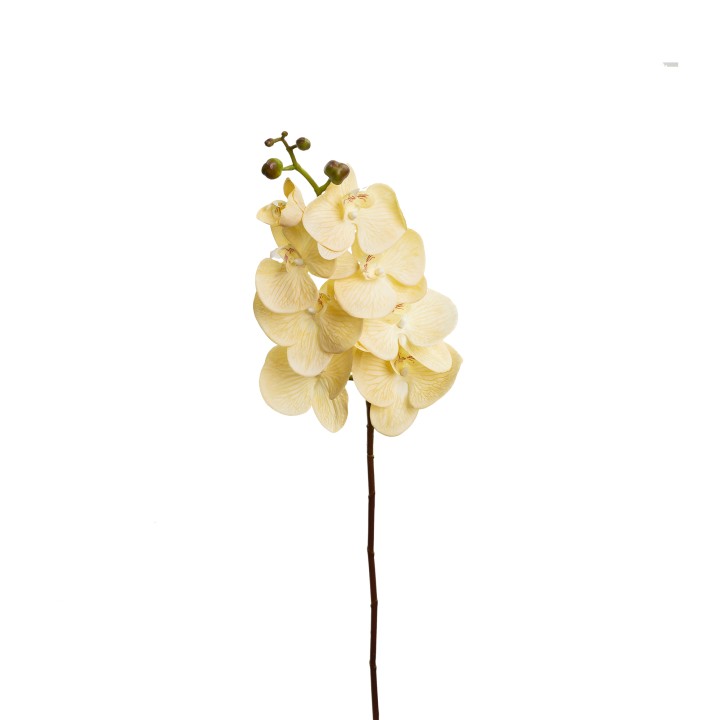 101CM REAL TOUCH PHAL ORCHID VANILLA