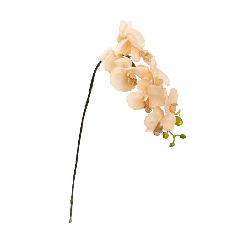 90CM REAL TOUCH PHAL ORCHID APRICOT - LAST 8PCS