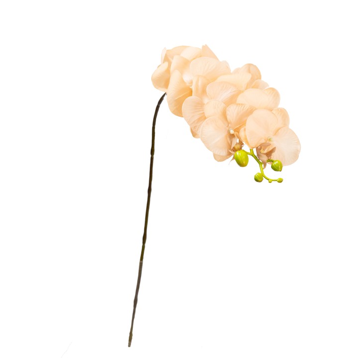 80CM REAL TOUCH PHAL ORCHID APRICOT - LAST 9PCS