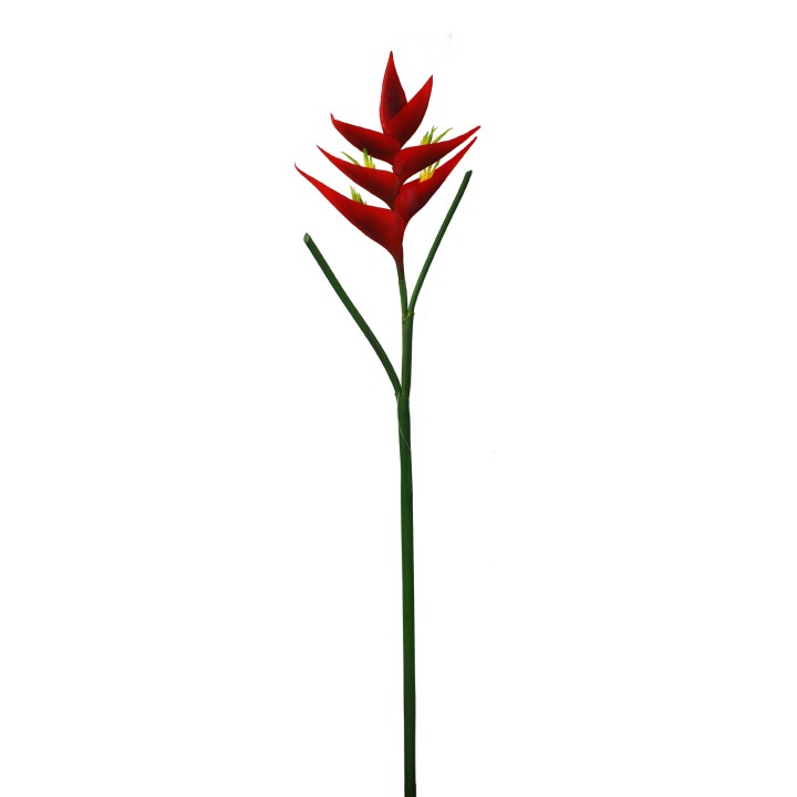 88CM HELICONIA
