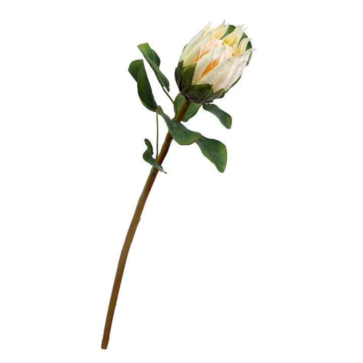 66CM PROTEA CREAM