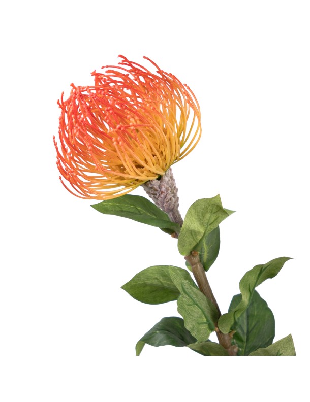 75CM LEUCOSPERMUM ORANGE (LAST 24PCS)