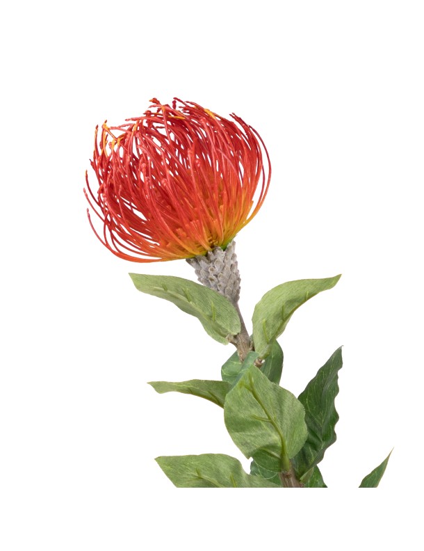 75CM LEUCOSPERMUM RED (LAST 24PCS)
