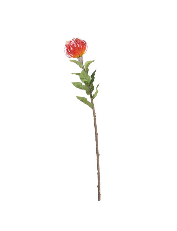 75CM LEUCOSPERMUM RED (LAST 24PCS)