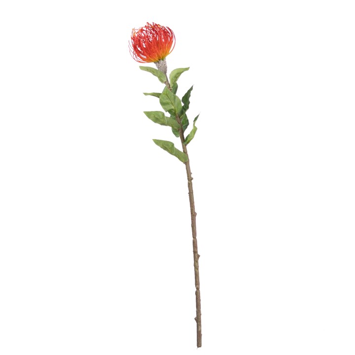 75CM LEUCOSPERMUM RED (LAST 24PCS)