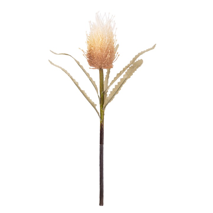 46CM BANKSIA LATTE