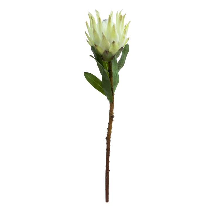 72CM QUEEN PROTEA GREEN