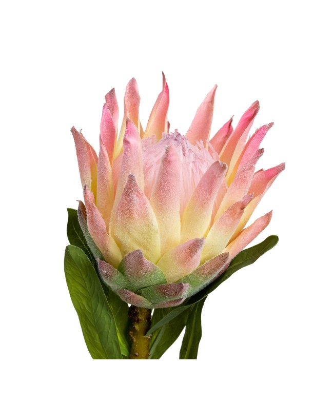 72CM QUEEN PROTEA PINK