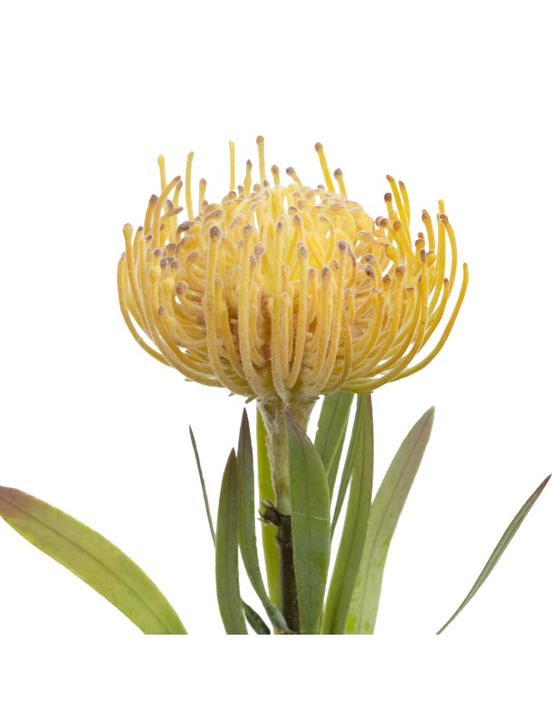 43CM FLOCKED LEUCOSPERMUM YELLOW