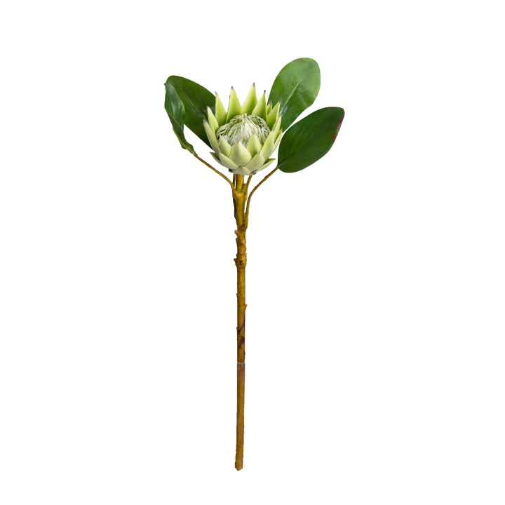50CM PROTEA GREEN