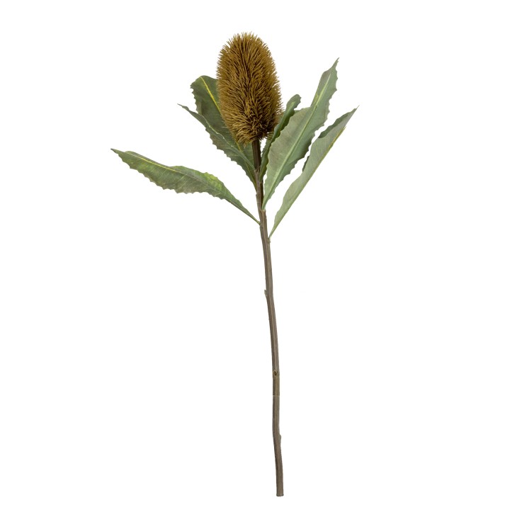 64CM BANKSIA WITH LEAF (LAST 78PCS)