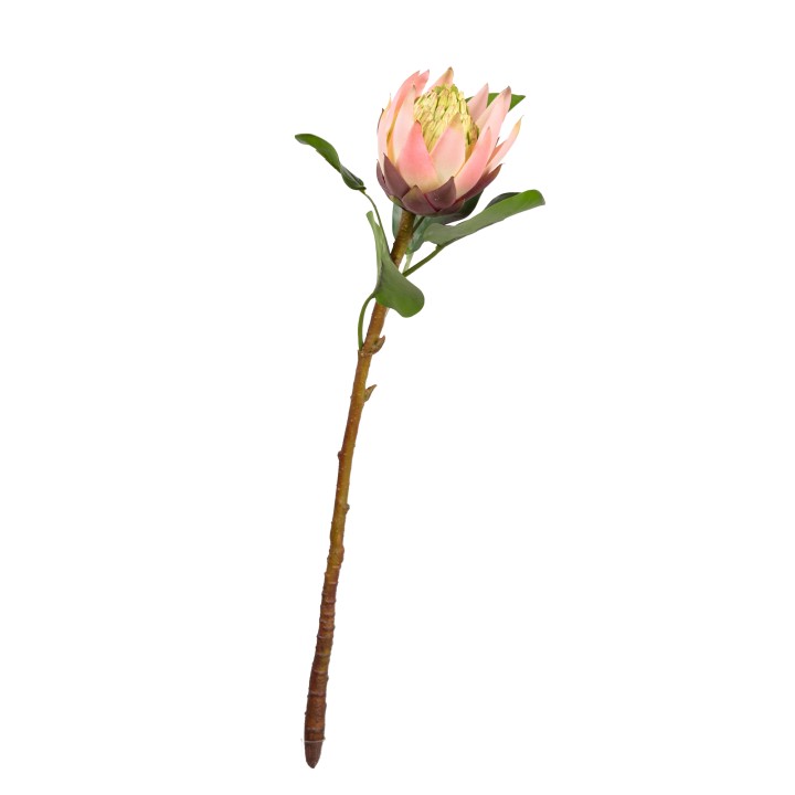 58CM PROTEA