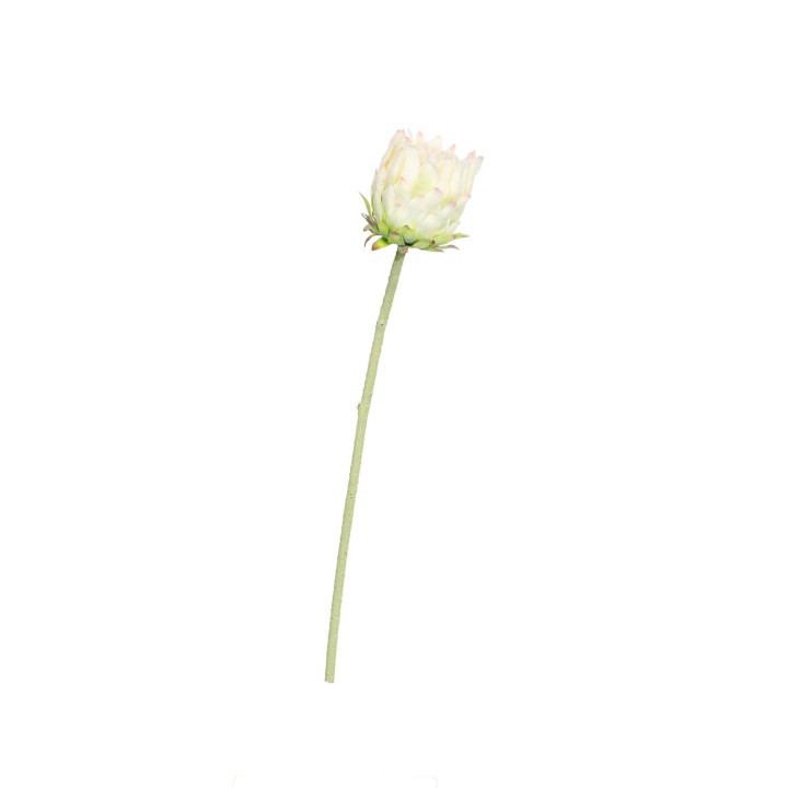 65CM PROTEA STEM WHITE