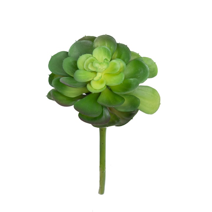 25CM ECHEVERIA MULTI