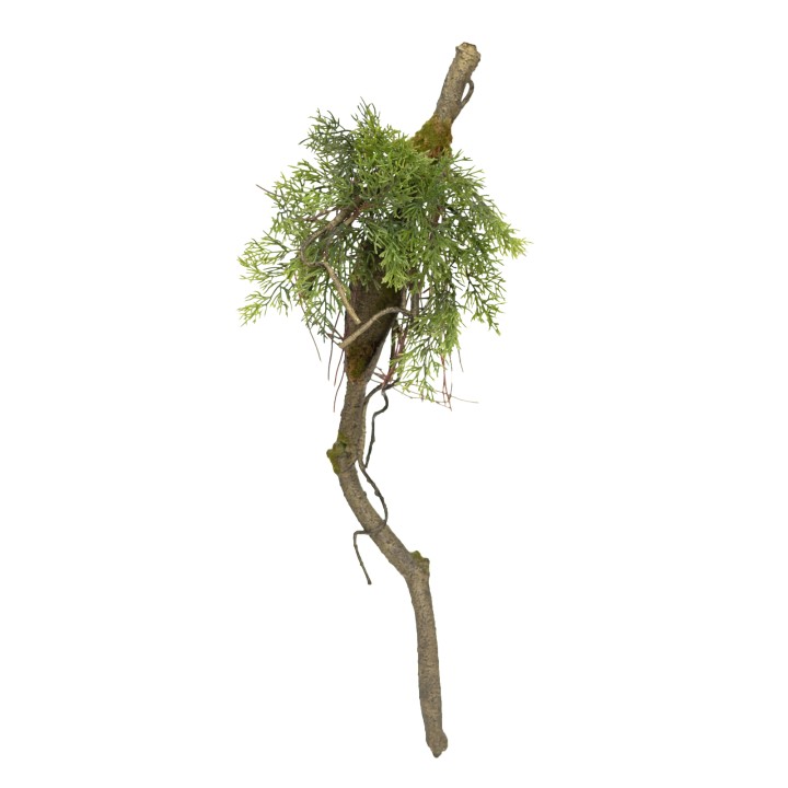 60CM CYPRESS BRANCH