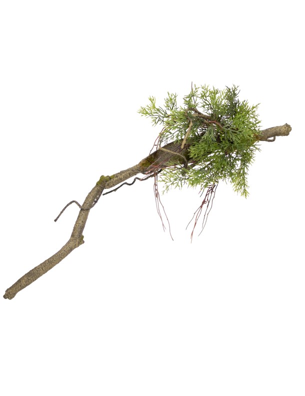 60CM CYPRESS BRANCH