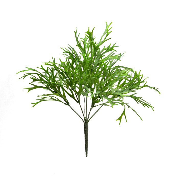 40CM PLATYCERIUM BUSH