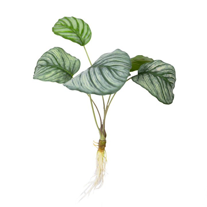 60CM CALATHEA BUSH