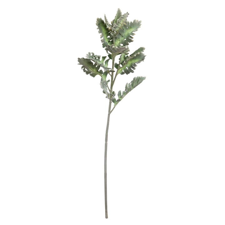 78CM DUSTY MILLER SPRAY GREEN