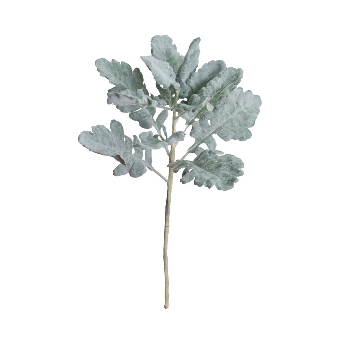 43CM DUSTY MILLER BUSH