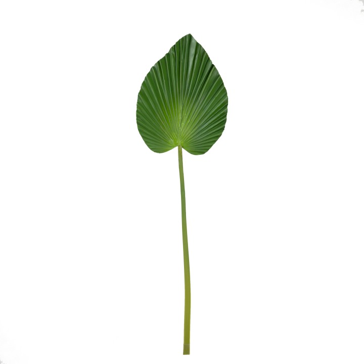 74CM POINTED FAN PALM