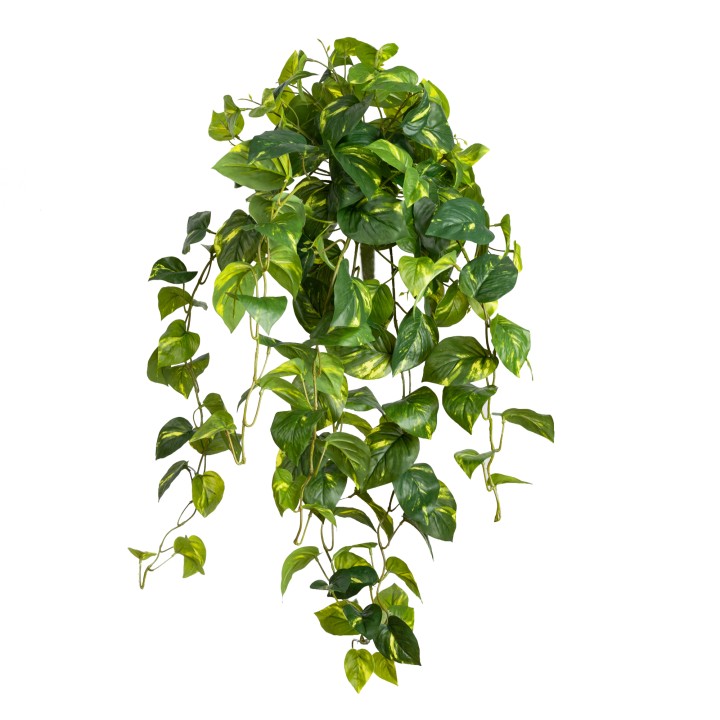 80CM POTHOS HANGING BUSH GREEN