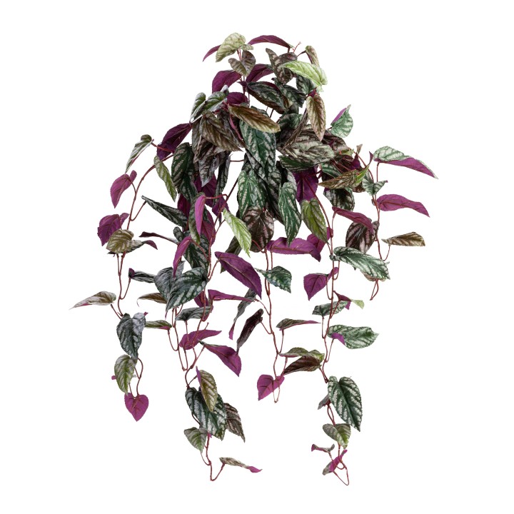90CM CISSUS DISCOLOUR HANGING BUSH