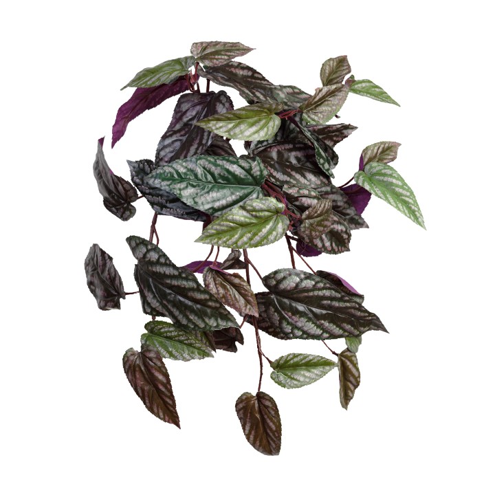 50CM CISSUS DISCOLOUR HANGING BUSH