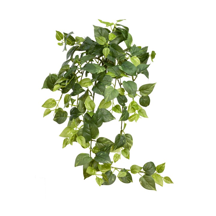 74CM POTHOS HANGING BUSH