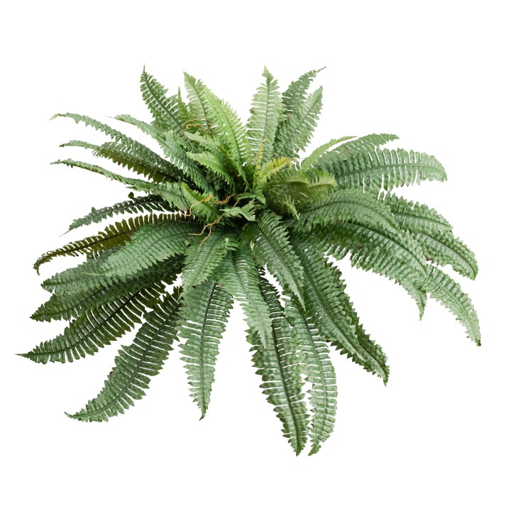 58CM BOSTON FERN BUSH (D100CM)