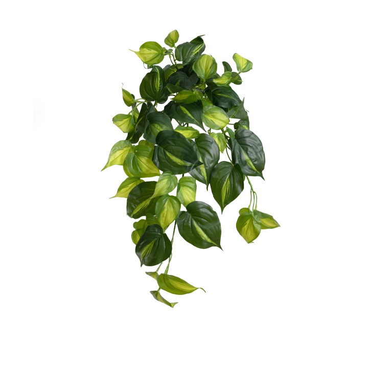 60CM HOLLAND HANGING BUSH