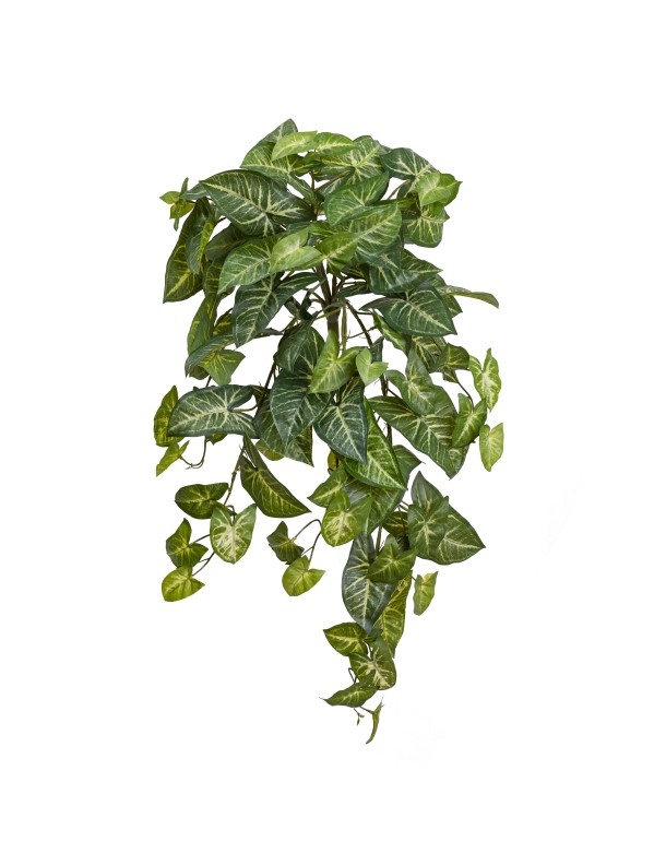 75CM DELUX SYNGONIUM HANGING BUSH