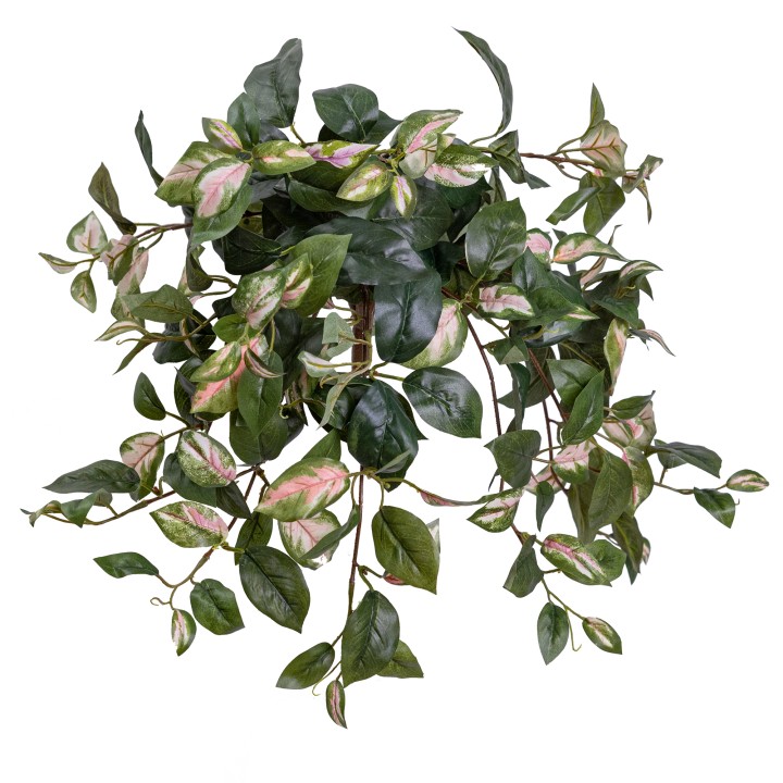 50CM HOYA HANGING BUSH PINK