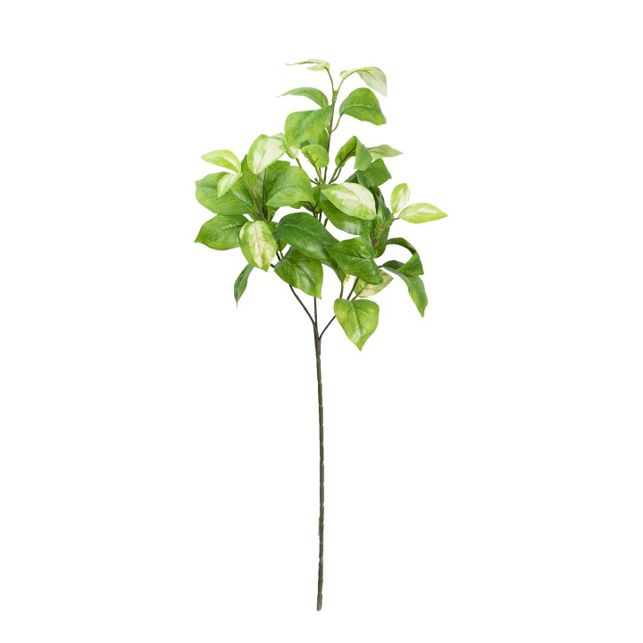 55CM HOYA SPRAY