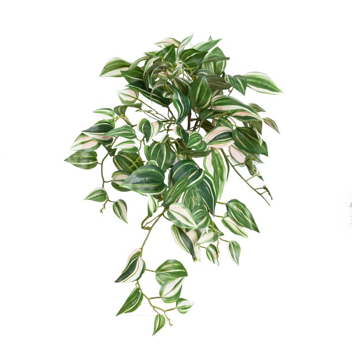 55CM WANDERING JEW HANGING BUSH (last 36PCS)