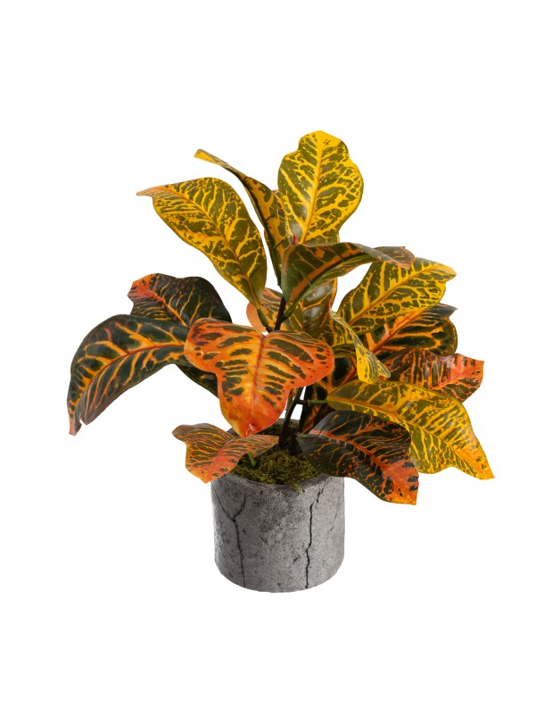 POTTED CROTON - LAST 1PC