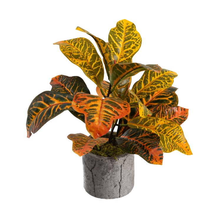 POTTED CROTON - LAST 1PC