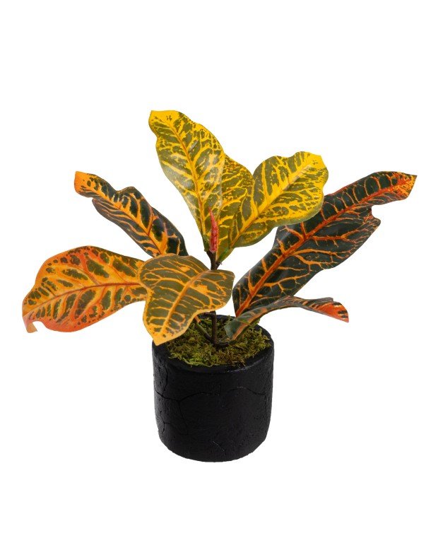 POTTED CROTON PLANT - LAST 1PC