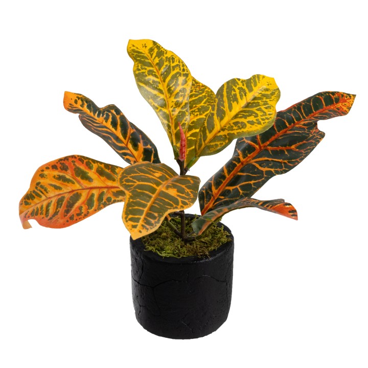 POTTED CROTON PLANT - LAST 1PC