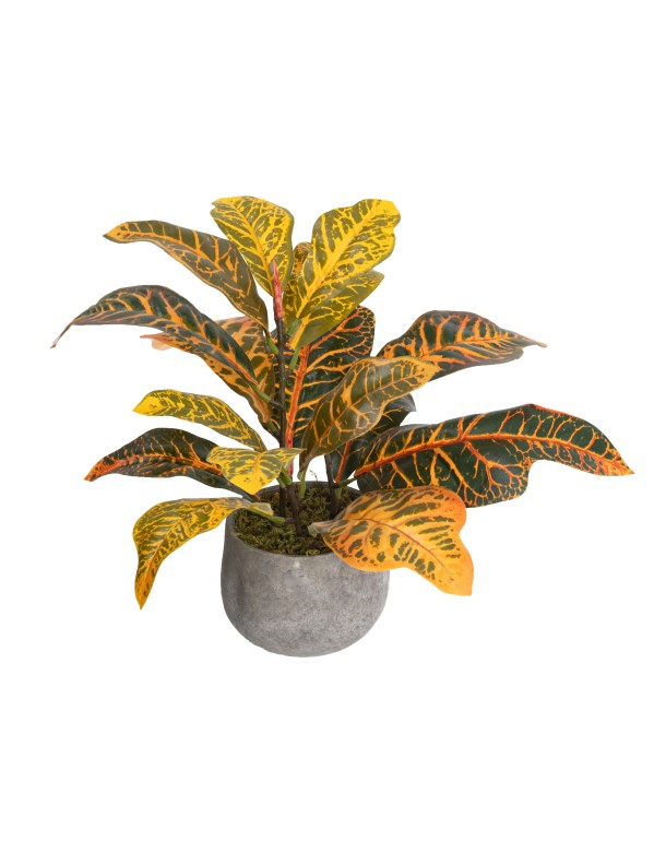 POTTED CROTON PLANT - LAST 1PC