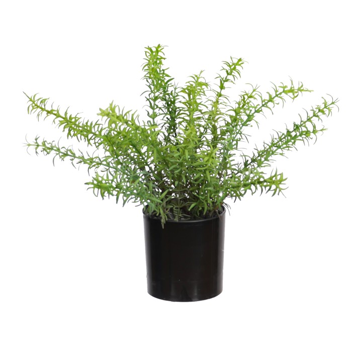 32CM ROSEMARY BUSH IN POT
