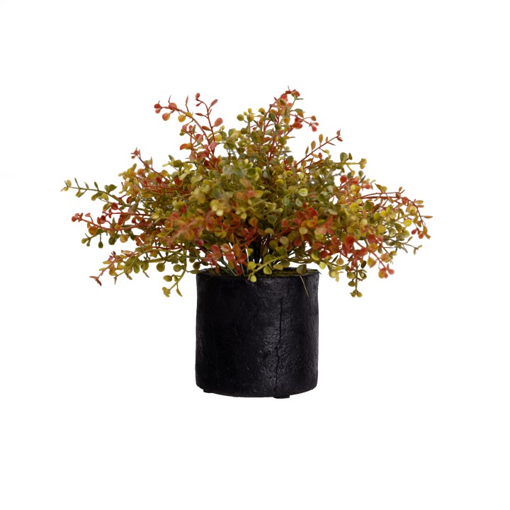 SHELL BUSH IN POT