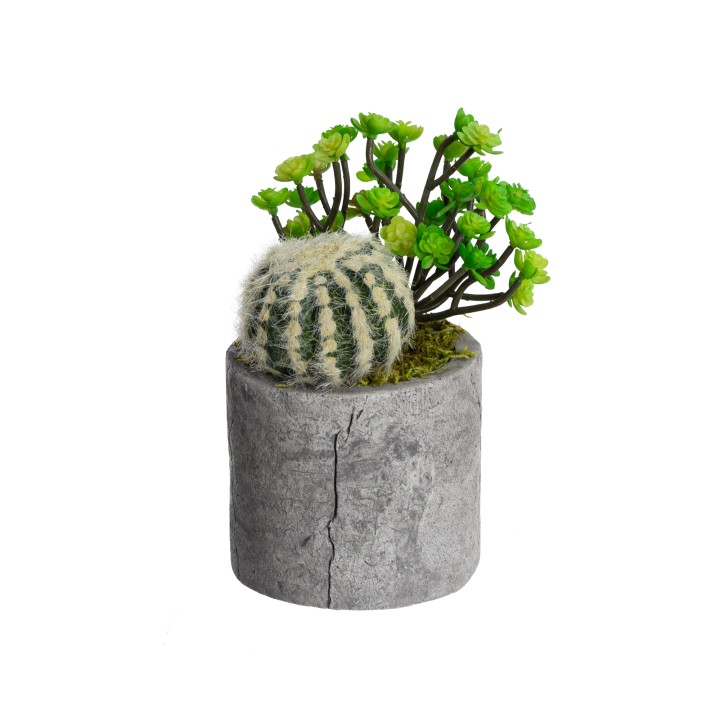 28CM MIXED SUCCULENT IN POT