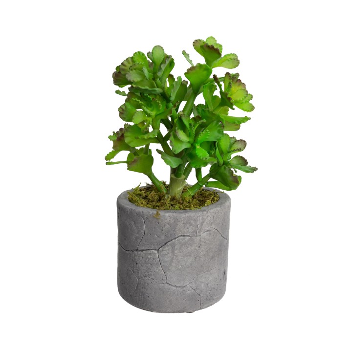 28CM SUCCULENT IN POT