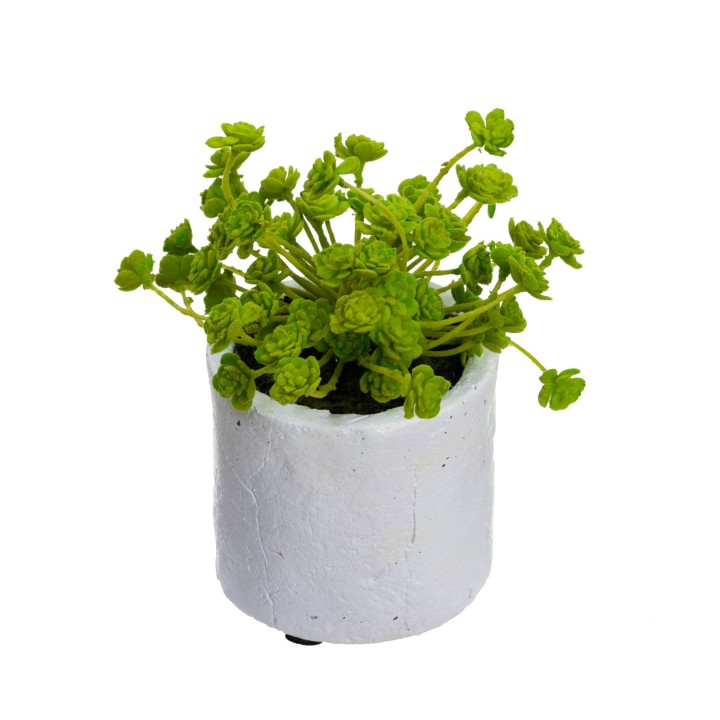 28CM ECHEVERIA IN POT