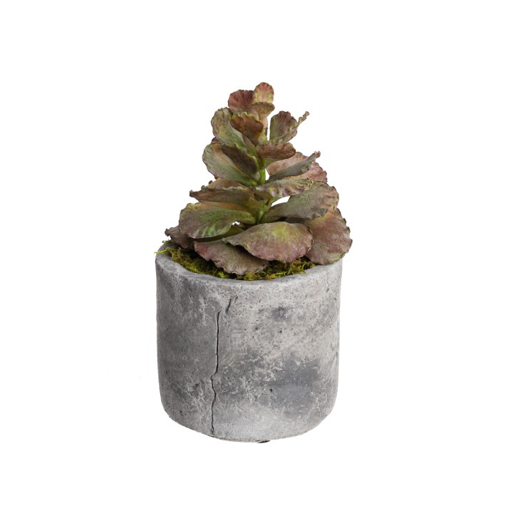 28CM SUCCULENT PICK IN POT BURGUNDY