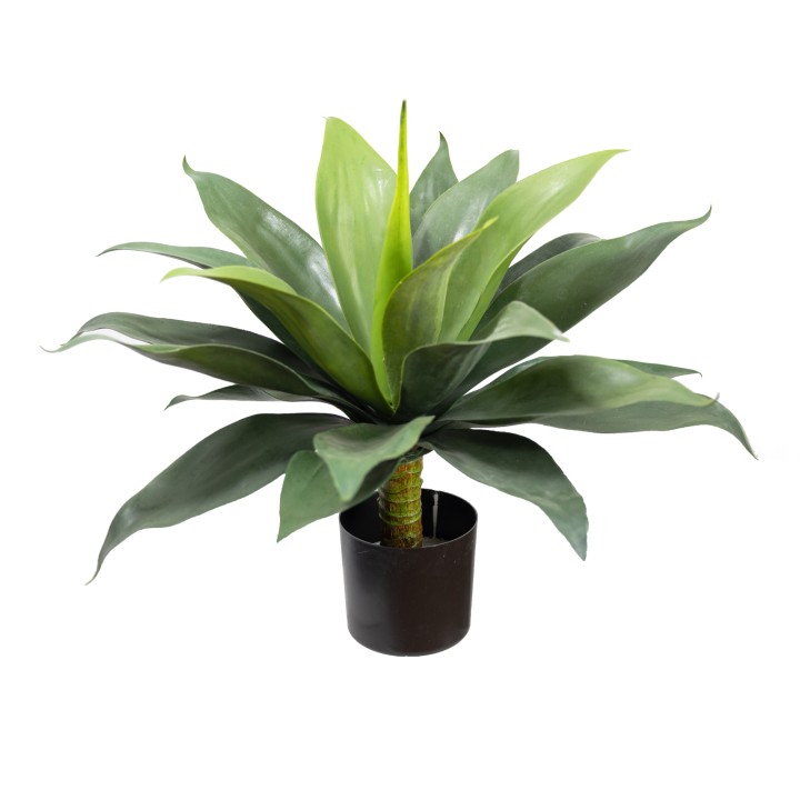 50CM LARGE AGAVE BUSH IN POT