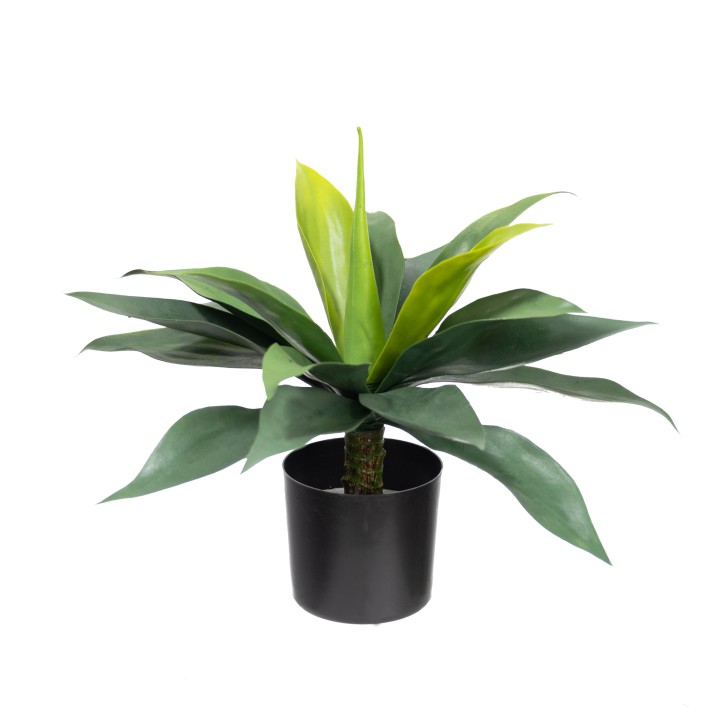 40CM MEDIUM AGAVE BUSH IN POT 