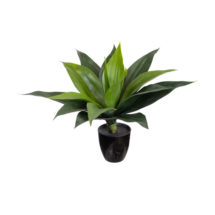 34CM SMALL AGAVE BUSH IN POT