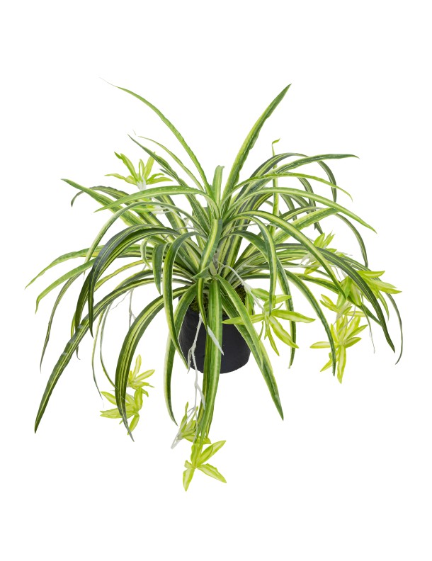 45CM POTTED SPIDER PLANT